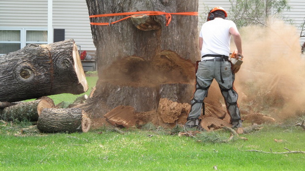 big tree cutting
